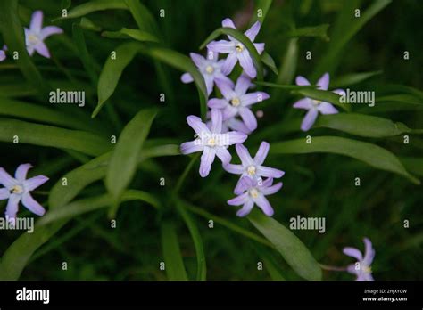 Scilla Luciliae Or Chionodoxa Luciliae Glory Of The Snow Bulb