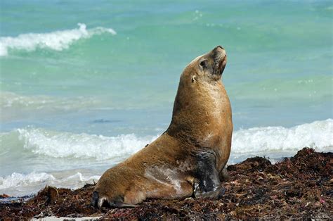 Australian Sea Lion Habitat - Glad Philis