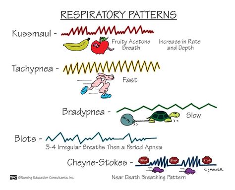 Respiratory Patterns Nur102 04939fundamentals Of Nursing