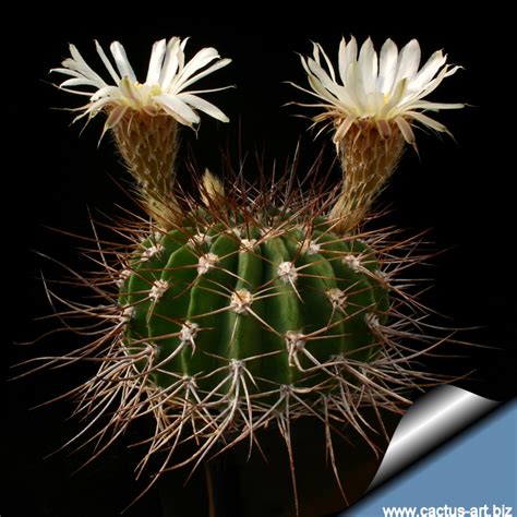 Acanthocalycium | kaktusarium
