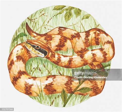 Water Moccasin Snake Photos And Premium High Res Pictures Getty Images