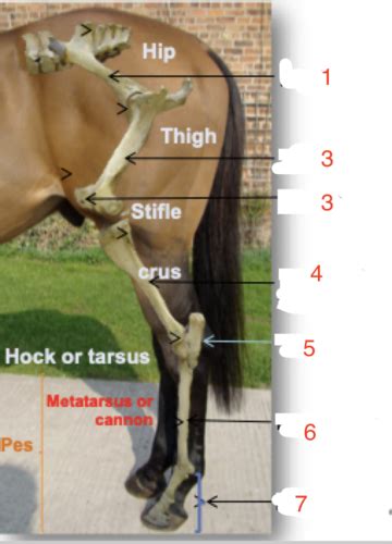 Functional Anatomy Of The Equine Proximal Limb Flashcards Quizlet