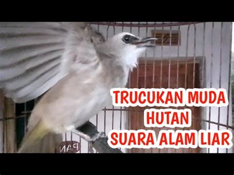 Trucukan Tarung Sambung Ropelpanjang Suara Alam Liar Ini Cocok Untuk