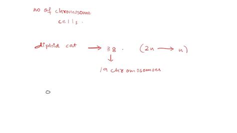 Solved The Diploid Chromosome Number Of A Cat Felis Catus Is Which