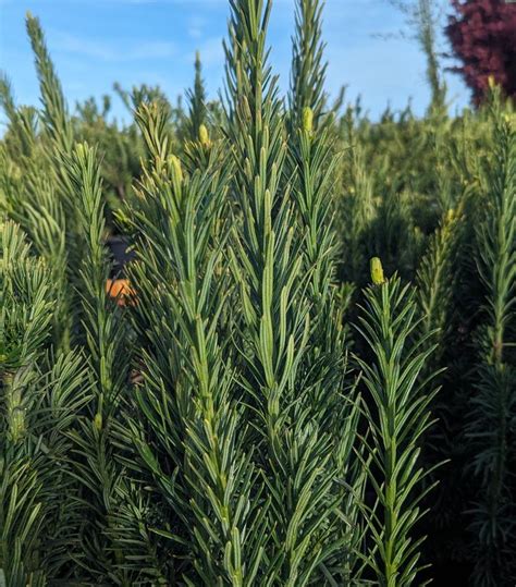 Cephalotaxus Harringtonia Fastigiata Upright Japanese Plum Yew From