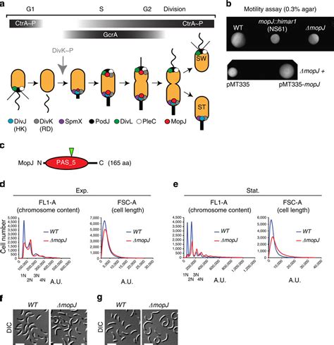 Topological Control Of The Caulobacter Cell Cycle Circuitry By A