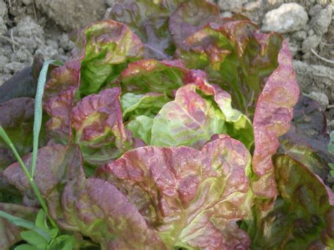 Laitue Pomm E Merveille Des Saisons Graines Et Semences Bio