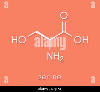 Serine L Serine Ser S Amino Acid Molecule Stylized Skeletal