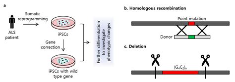 Ijms Free Full Text Crisprcas9 Mediated Gene Correction To Understand Als