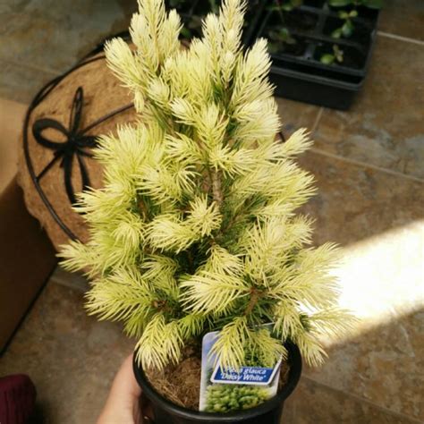 Picea Glauca Var Albertiana Jw Daisys White Alberta Spruce Jw