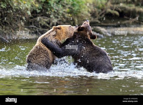 Grizzlys hi-res stock photography and images - Alamy