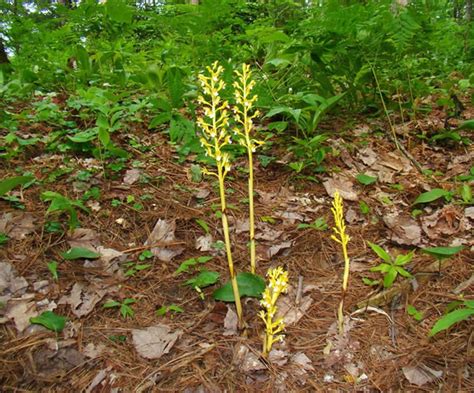 Corallorhiza Maculata