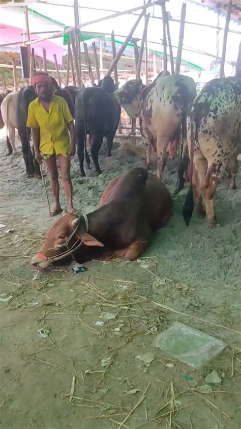 গাবতলী হাটে গরু অসুস্থ হয়ে যাচ্ছে চ্যানেলটি সাবস্ক্রাইব করুন। Youtube