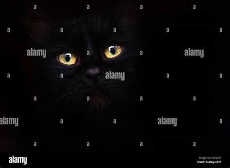 portrait of a black cat Stock Photo - Alamy