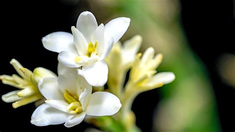 Ang Lica Polianthes Tuberosa Curiosidade Sobre A Planta