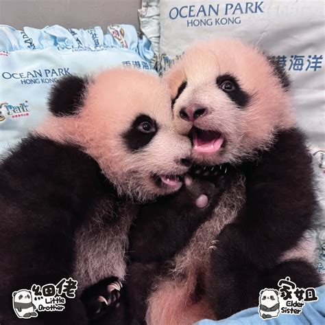 Panda Watch Tracking The Growth Of Hong Kongs Baby Panda Twins