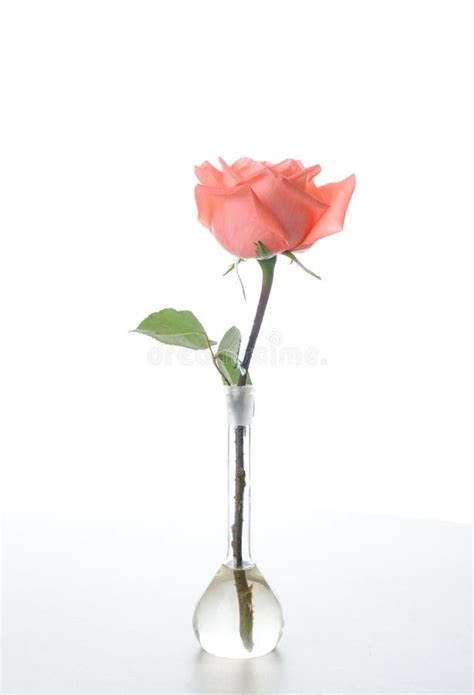 Single Rose Glass Vase Stock Photos Download 647 Royalty Free Photos