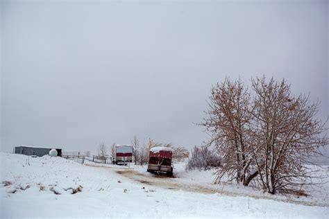 Photos First Snow Of The Season Doesnt Stop Nose Hill Goats