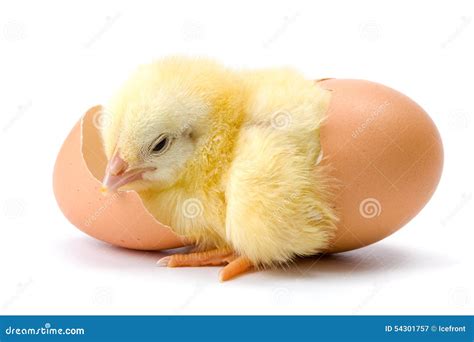 Yellow Chicken Hatching From Egg Royalty-Free Stock Photography ...