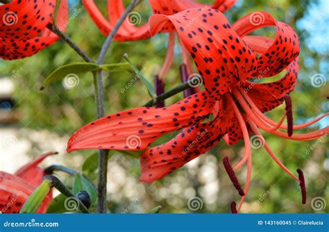 Flores Rojas Brillantes Hermosas Del Efecto De Lujo En El Fondo De La