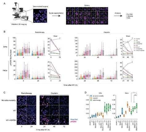 Cancers Free Full Text Evaluation Of The Heat Shock Protein 90