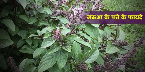 Marua Leaves Health Benefits How To Consume In Hindi मरुआ के पत्ते के