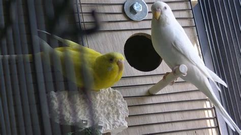 Do Parakeets Lay Eggs?