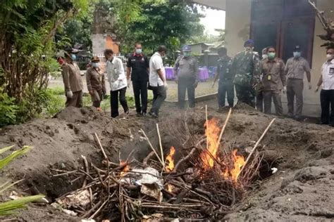 Ton Daging Babi Hutan Selundupan Dimusnahkan Denpost