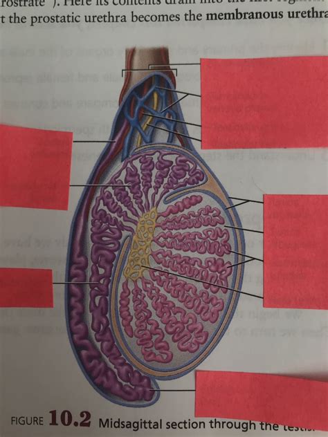 Midsagittal Section Through Testis 2 Diagram Quizlet