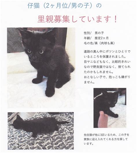 🔶🔷里親さん募集🐈男の子の黒猫ちゃん※募集終了しました いちのみや動物病院