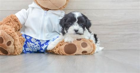 Adorable Teddy Bear Gru 3lb 2oz Designer Puppy