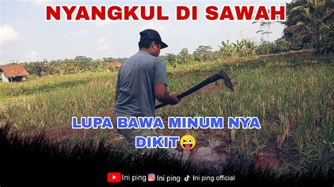 Nyangkul Di Sawah Malah Dapet Belut Youtube