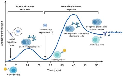 Overview Of The Primary And Secondary Immune Responses Download