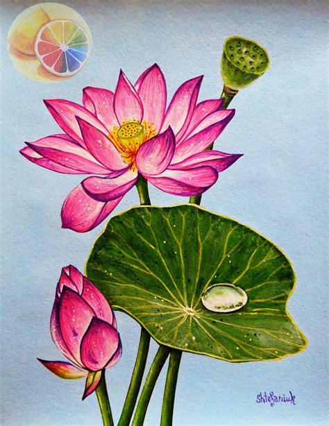 Lotus Lotus Painting Lotus Artwork Lotus Illustration Etsy En