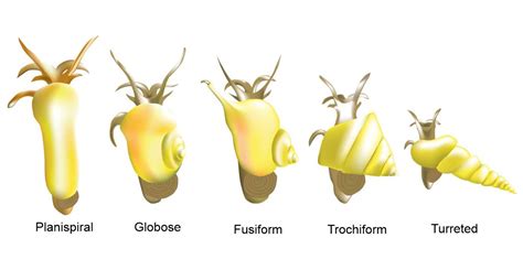 Gastropods British Geological Survey