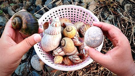 HUNTING SNAIL Wadidaw Wow Mencari Cangkang Bekicot Albino Keong Siput