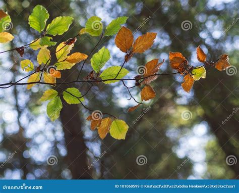 Colorful Alder Tree Autumn Leaves on Bokeh Lights Background Stock ...