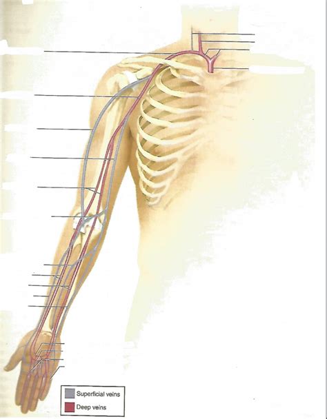 Veins Of The Upper Limb Diagram Quizlet