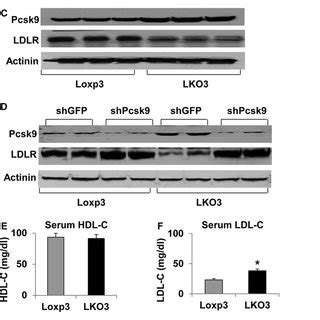 Hepatic Sirt Knock Out Leads To Elevated Ldl Cholesterol Levels A