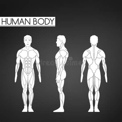 Human Body Outline Front Back Stock Illustrations 763 Human Body