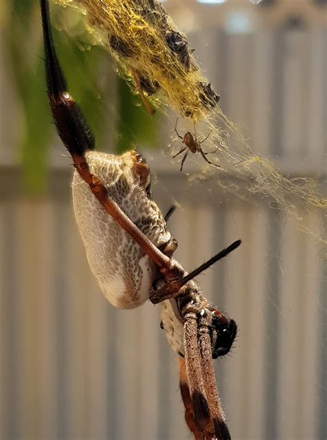 Golden Orb Weaver Web Of Sex Ausemade