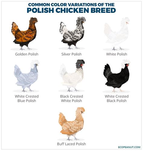 Polish Chicken Breed Guide Eco Peanut Polish Chicken Chicken Breeds Polish Chickens Breed