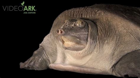 A Burmese Peacock Soft Shell Turtle Nilssonia Formosa At The Turtle Survival Center Youtube