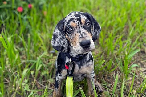 American Leopard Hound: Dog Breed Characteristics and Care