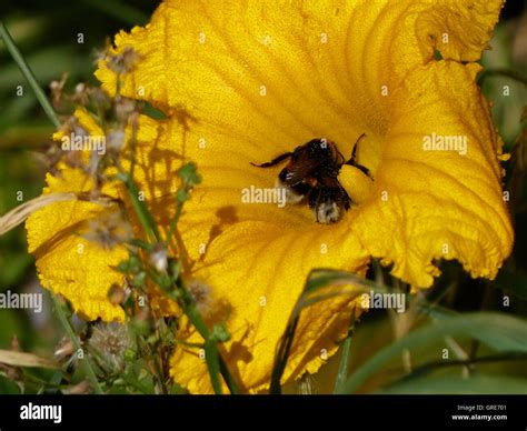 Garden Bumblebees Bombus Hortorum Visiting Bright Yellow Courgette