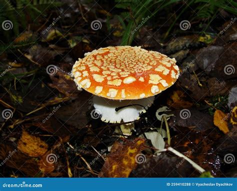 Mushroom Similar To Fly Agaric But Brown Amanita Rubescens Also Known