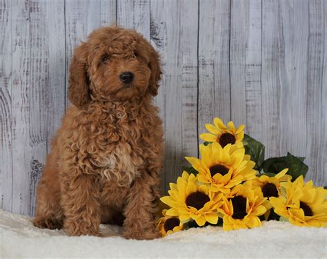 F1B Mini Goldendoodle For Sale Holmesville OH Female- Amber – AC ...