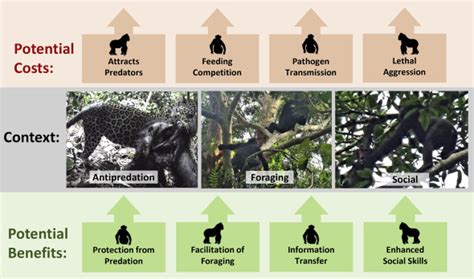 Interspecific Interactions Between Sympatric Apes Iscience