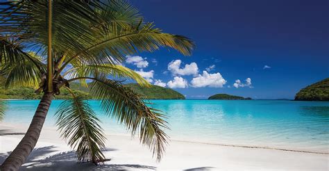 Green Coconut Tree Seashore Daytime Sand Tropical Beach Costa