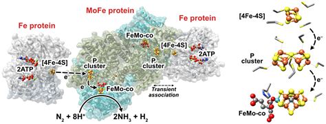 Natural And Engineered Electron Transfer Of Nitrogenase